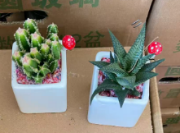 Вайт Сквер Микс Кактус 9方瓷盆 9 14