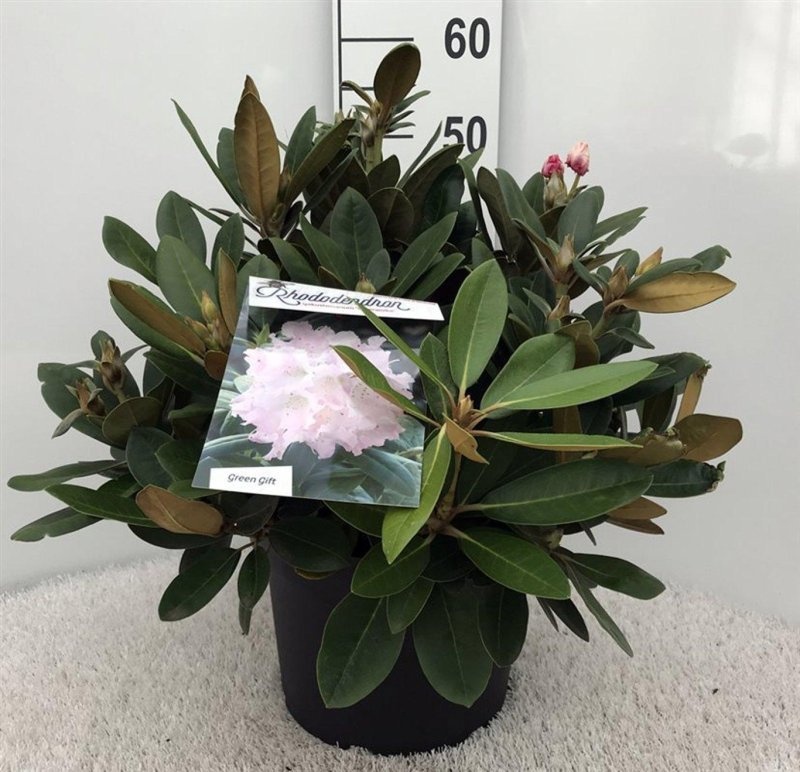 Rhododendron (Y) 'Silberwolke', D 29
