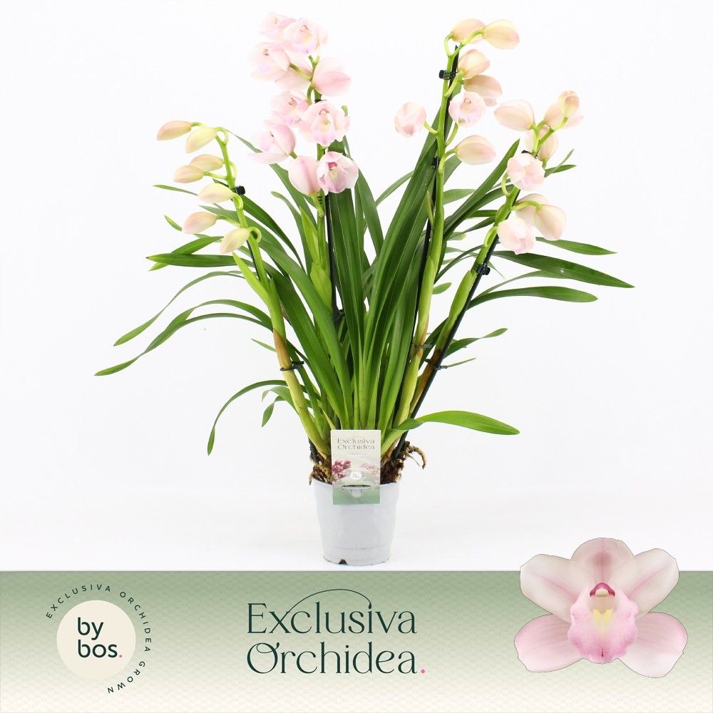 Cymbidium, Pink Bell 4-spike 'Exclusiva Orchidea', D 12