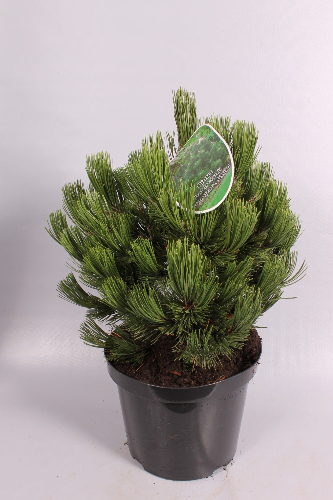 Pinus heldr. Malinki, D 26 cm