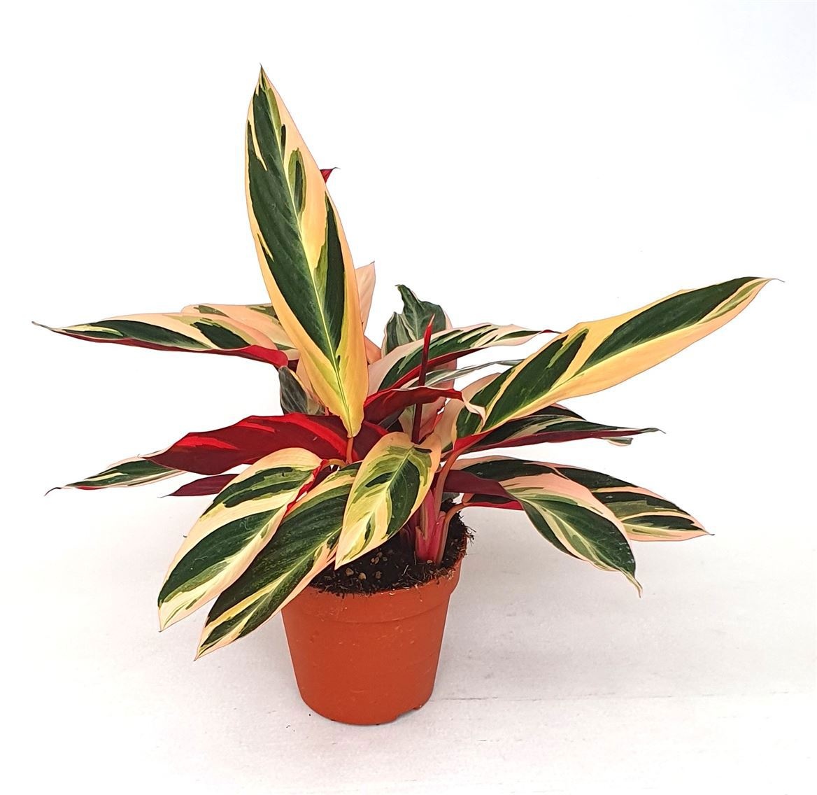 Stromanthe sanguinea'Triostar', D 15