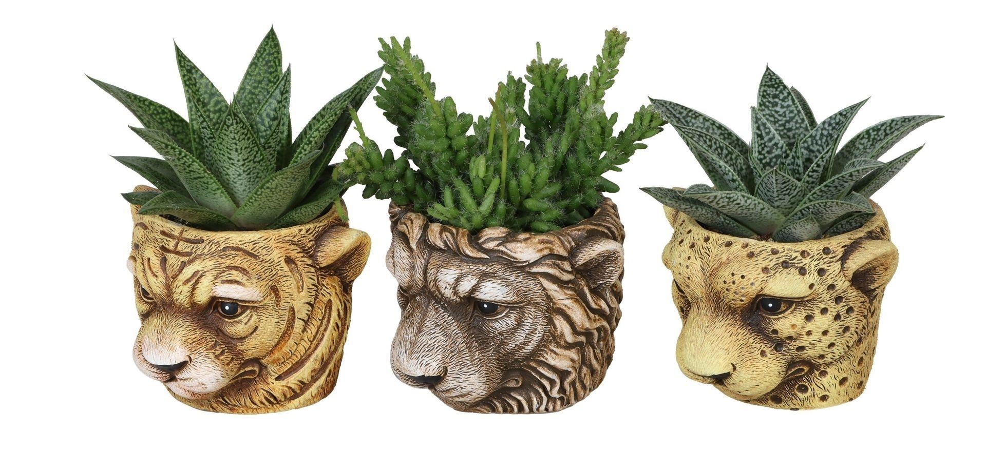 L 65511 with Succulent Mix, D 6