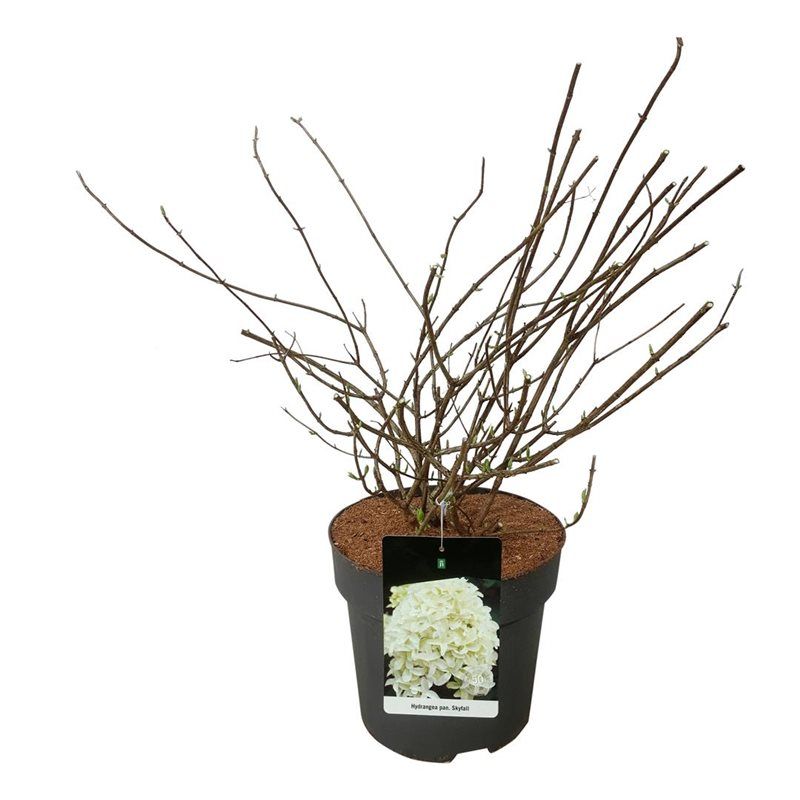 Hydrangea pan. 'Skyfall' ®, D 32 cm
