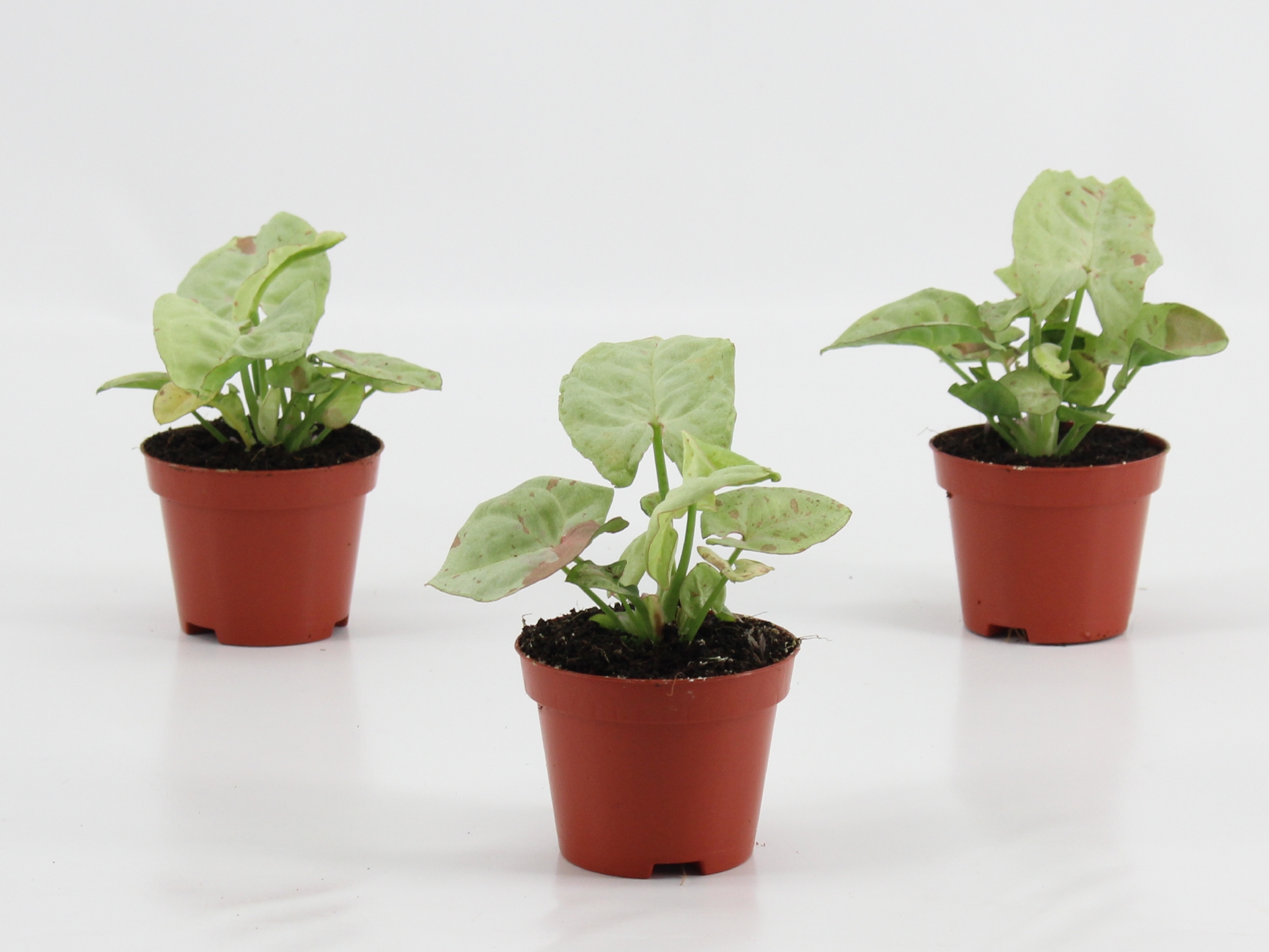 Syngonium Confetti, D 6