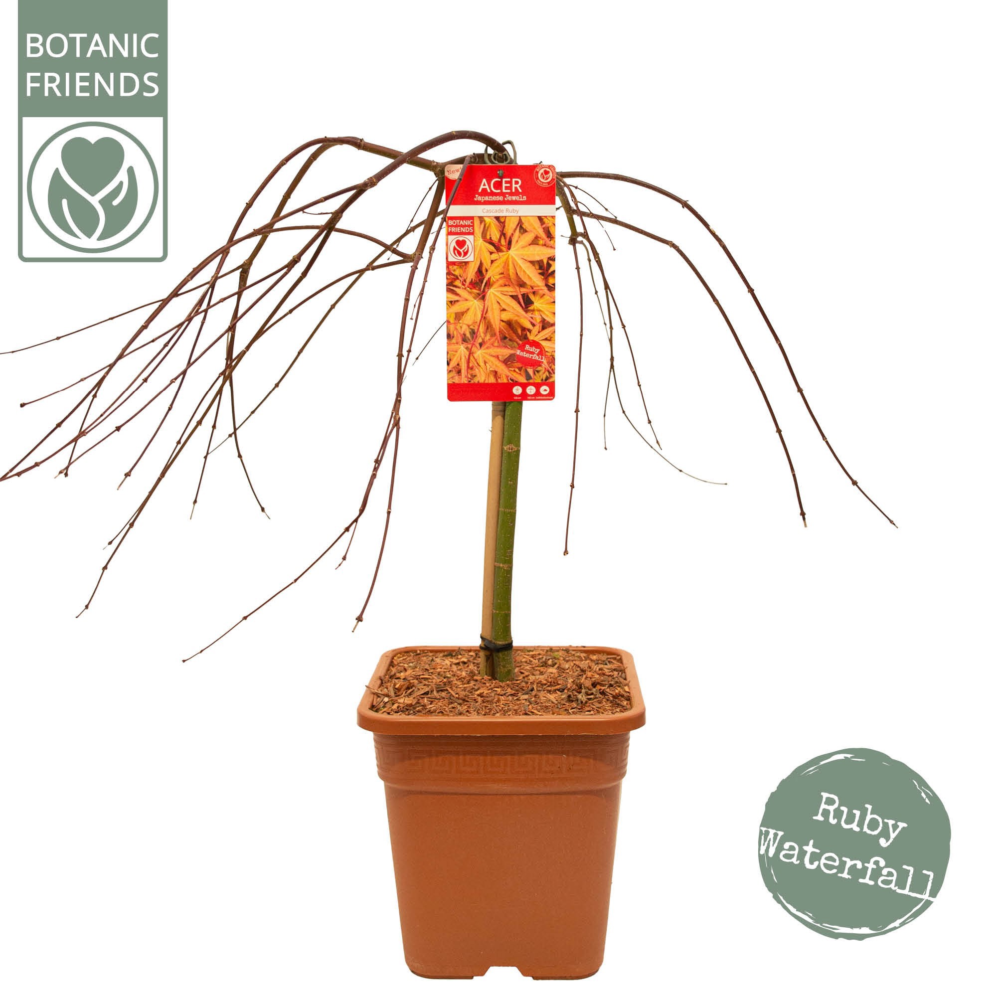 Acer palm. 'Cascade Ruby' VK14 laagstam, D 28