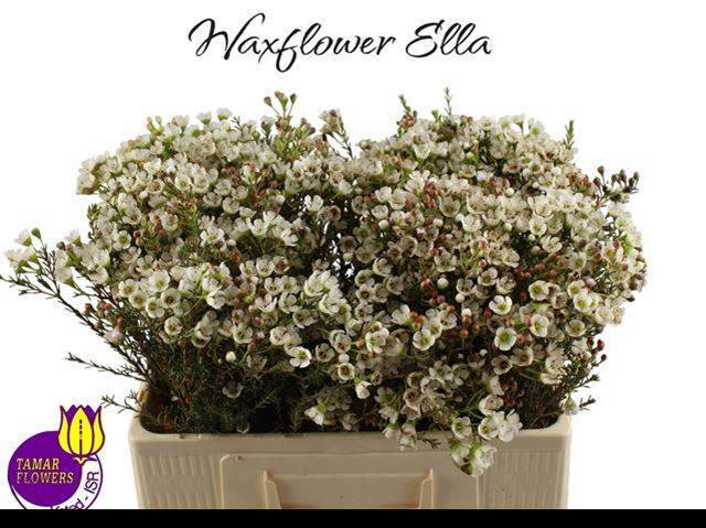 Шамелациум Элла 55, шт.