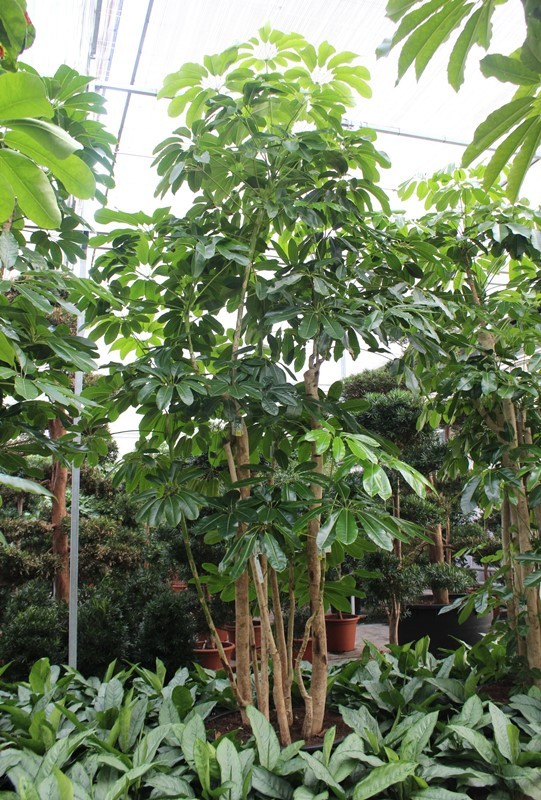 Schefflera actinophylla 'Amate’, D 96 cm Schefflera actinophylla 'Amate’, D 96 cm