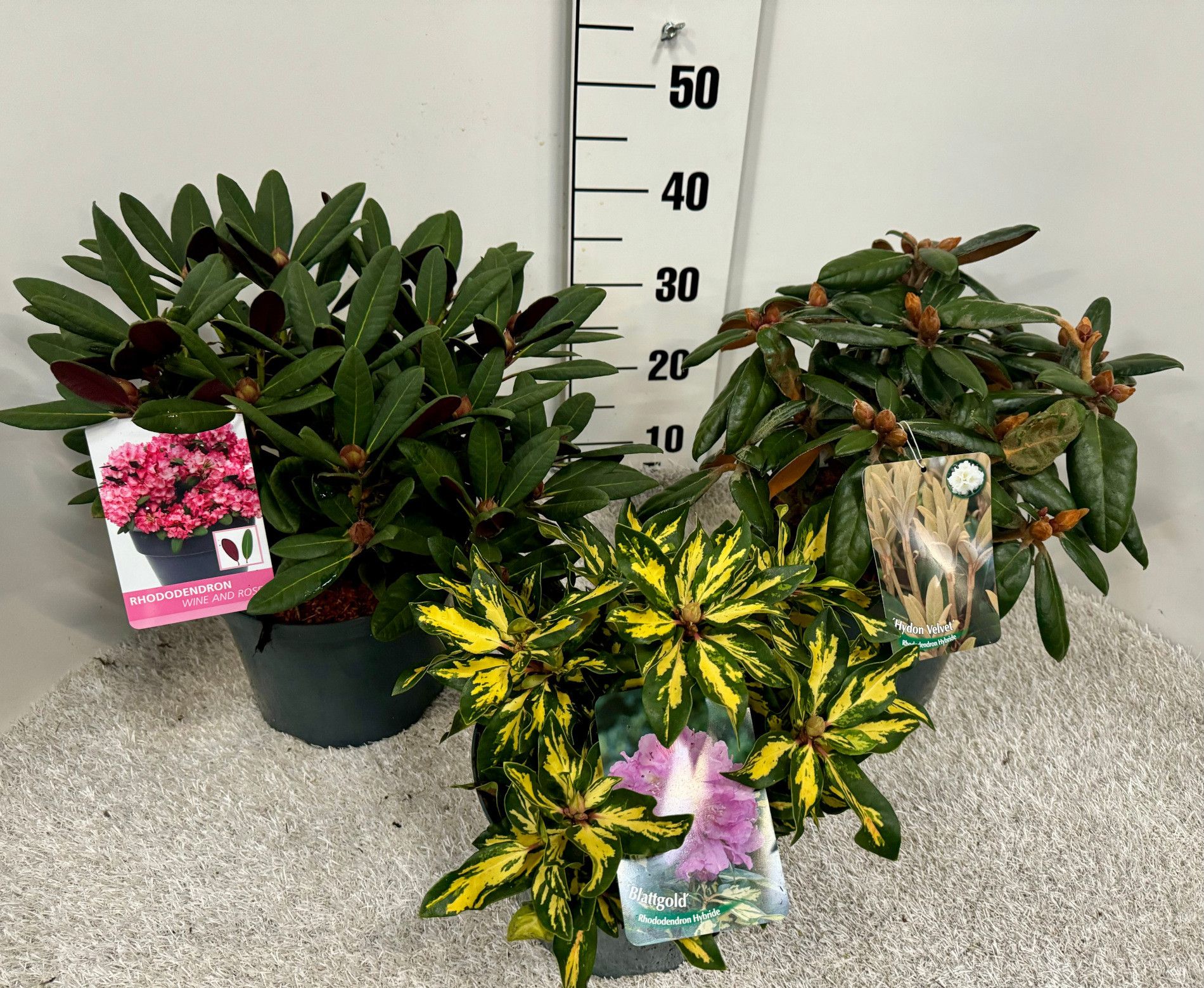 Rhododendron hybride Blattschönheiten, D 23