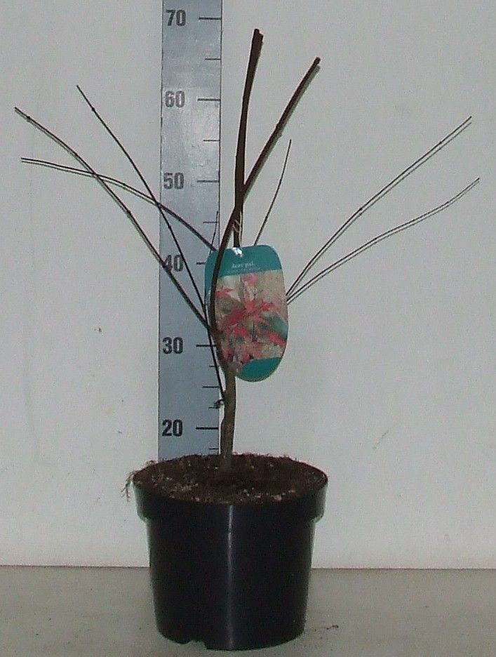 Acer palmatum 'Shin-deshojo' P23 Full CC, D 23