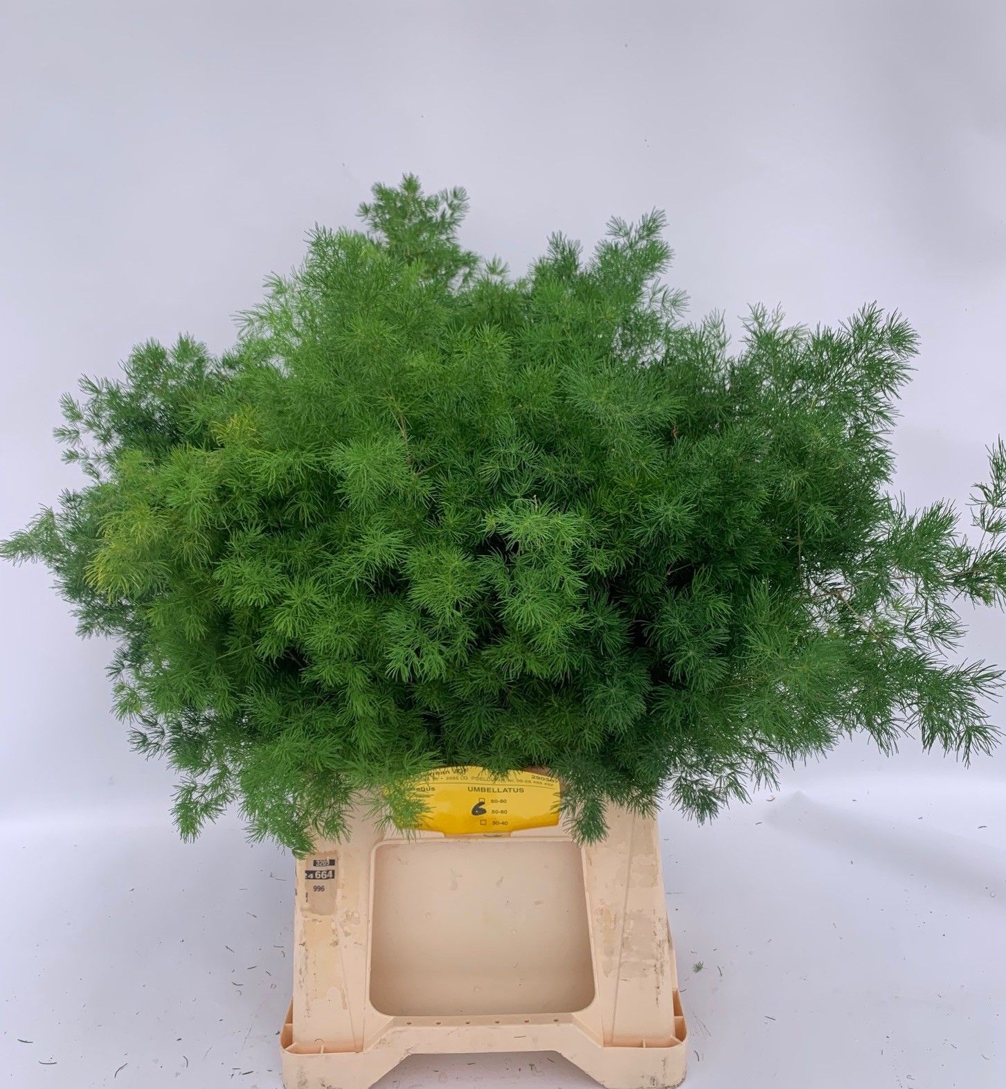 Аспарагус Умбелатус 60, шт.