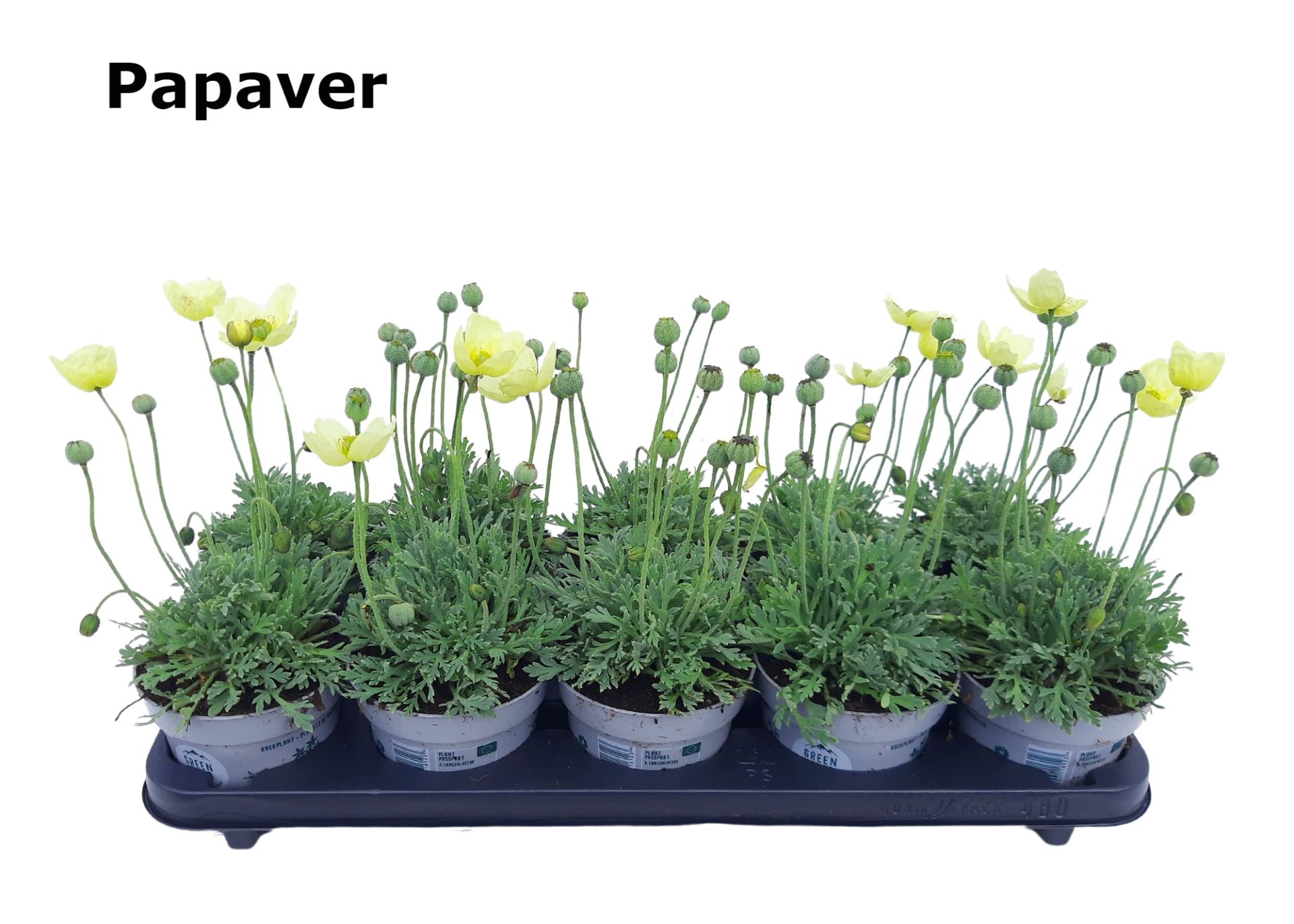 Papaver miyabeanum, D 12 cm