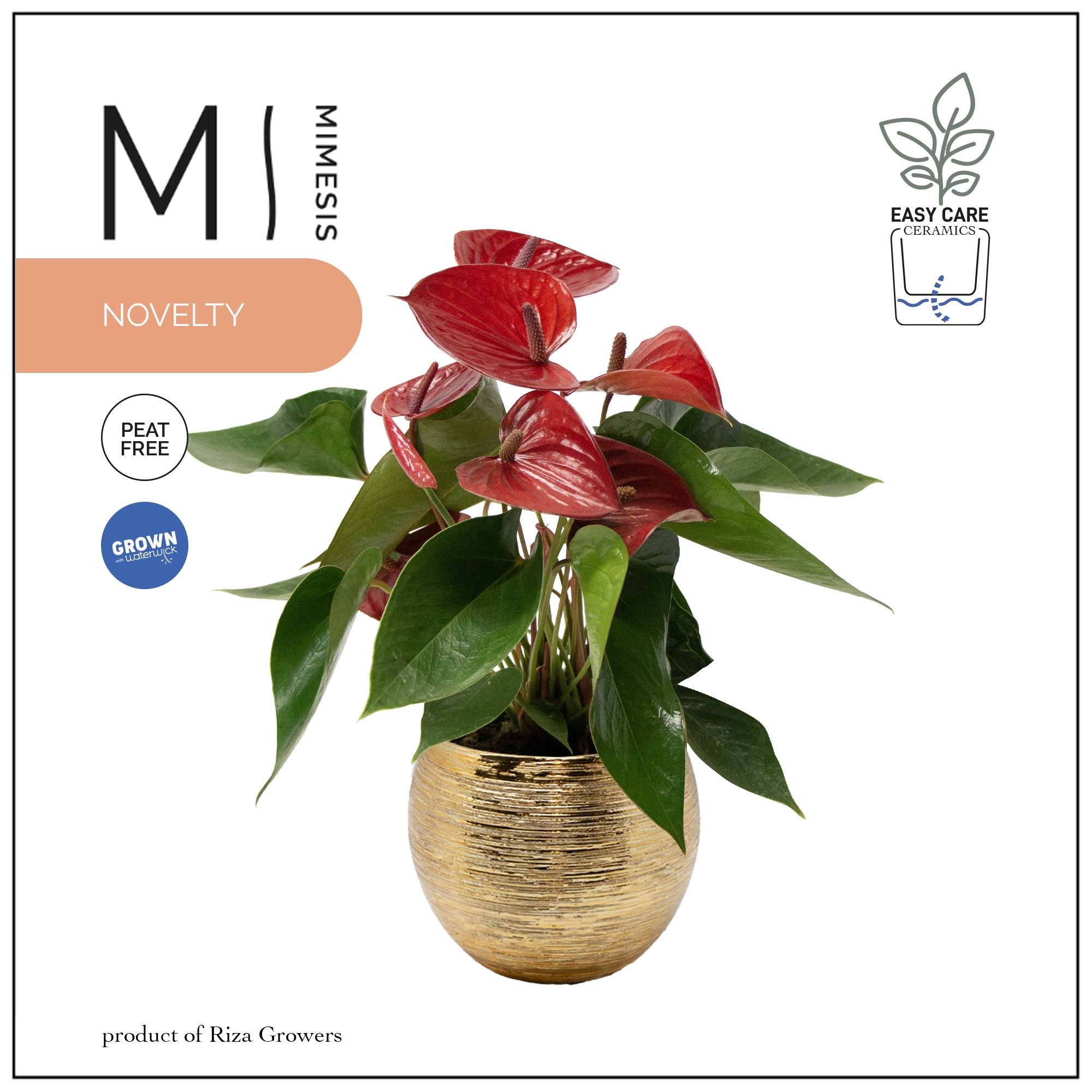 Mimesis Anthurium KARMA Picanta - 12cm Brush Gold, D 12