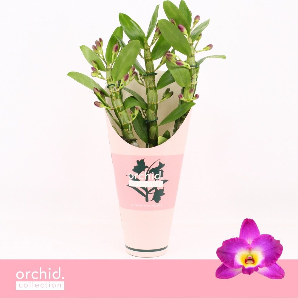 Dendrobium Nobilé, Akatsuki 3-spike Compact 'Orchid Collection' Potcover, D 12