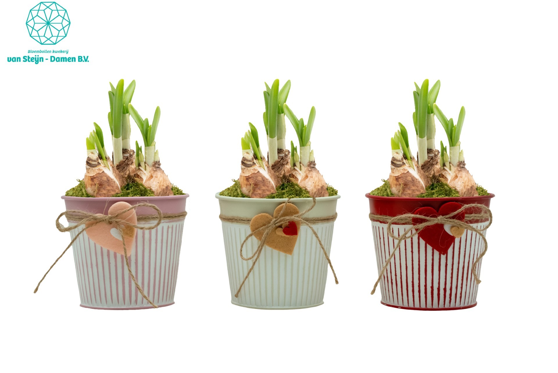 Narcissus 'Valentine's Heart' (Without Moss), D 10