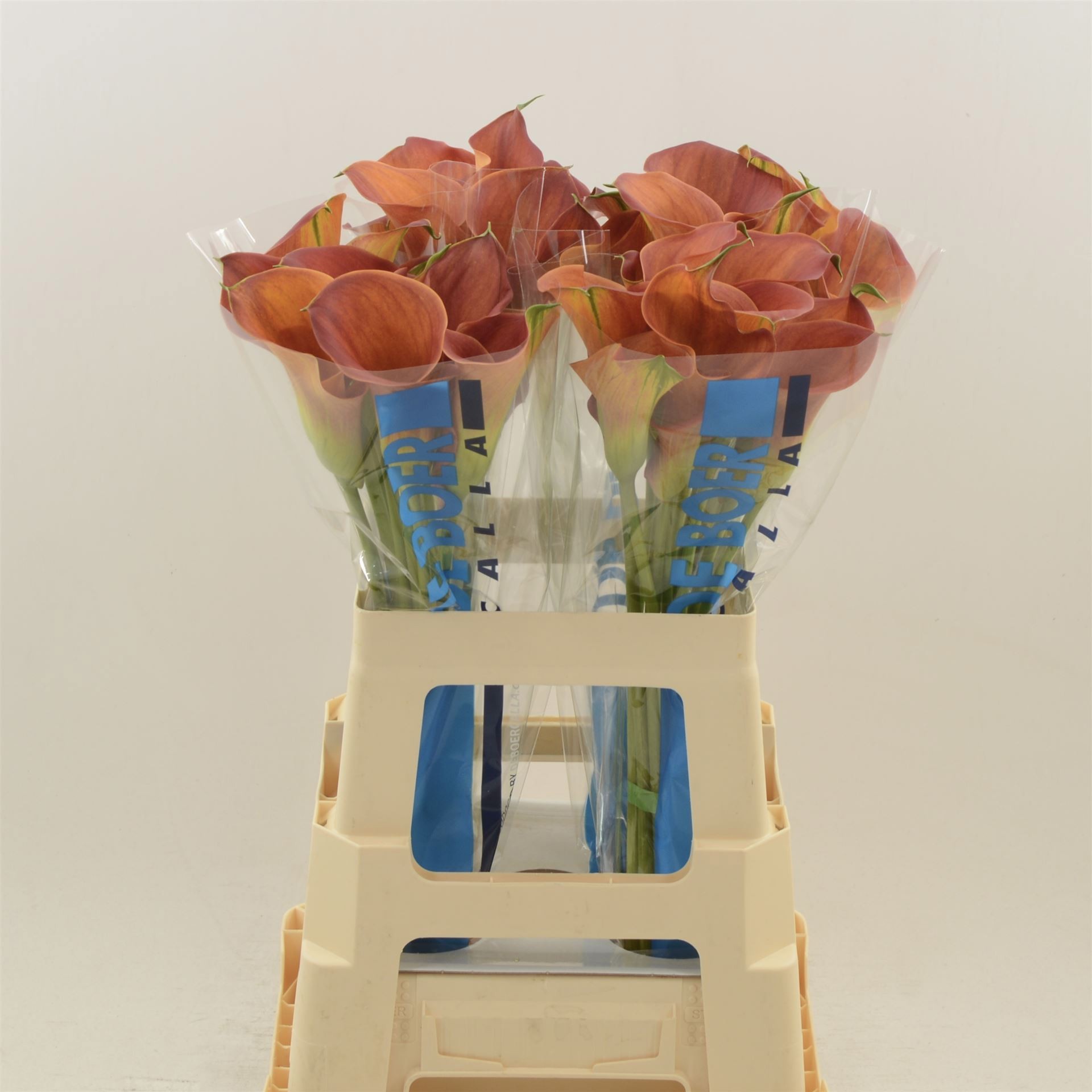 Калла Сансет Пэшн 60, шт.