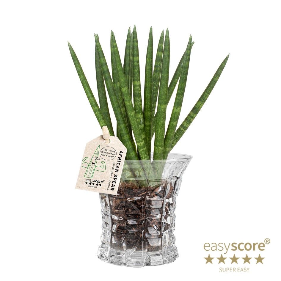 Crystal, Sansevieria cylindrica, Spaghetti, D 7
