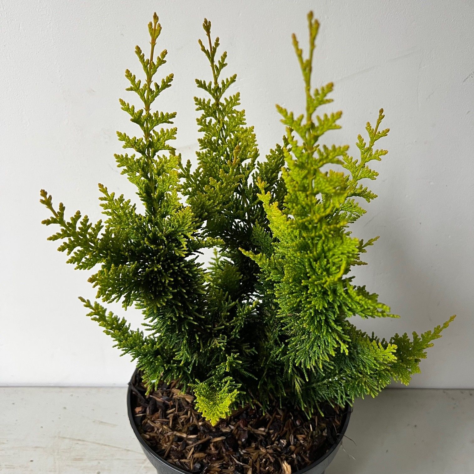 Chamaecyparis obtusa 'Yellow Teddy Bear' (kopie), D 29