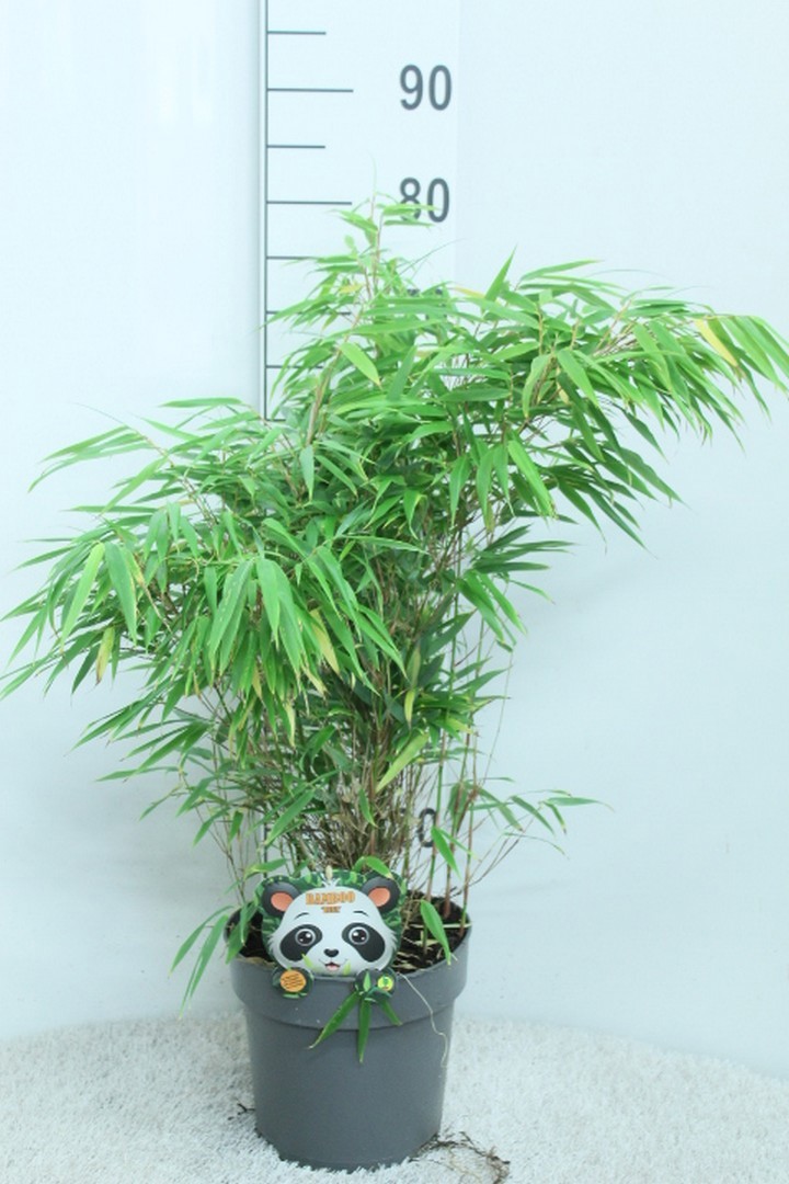 Fargesia rufa P23, D 23 cm