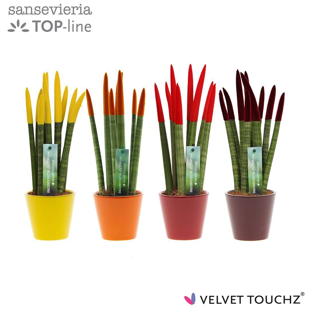 Sansevieria VELVET TOUCHZ® Herfst mix In keramiek R'dam, D 8,5 cm