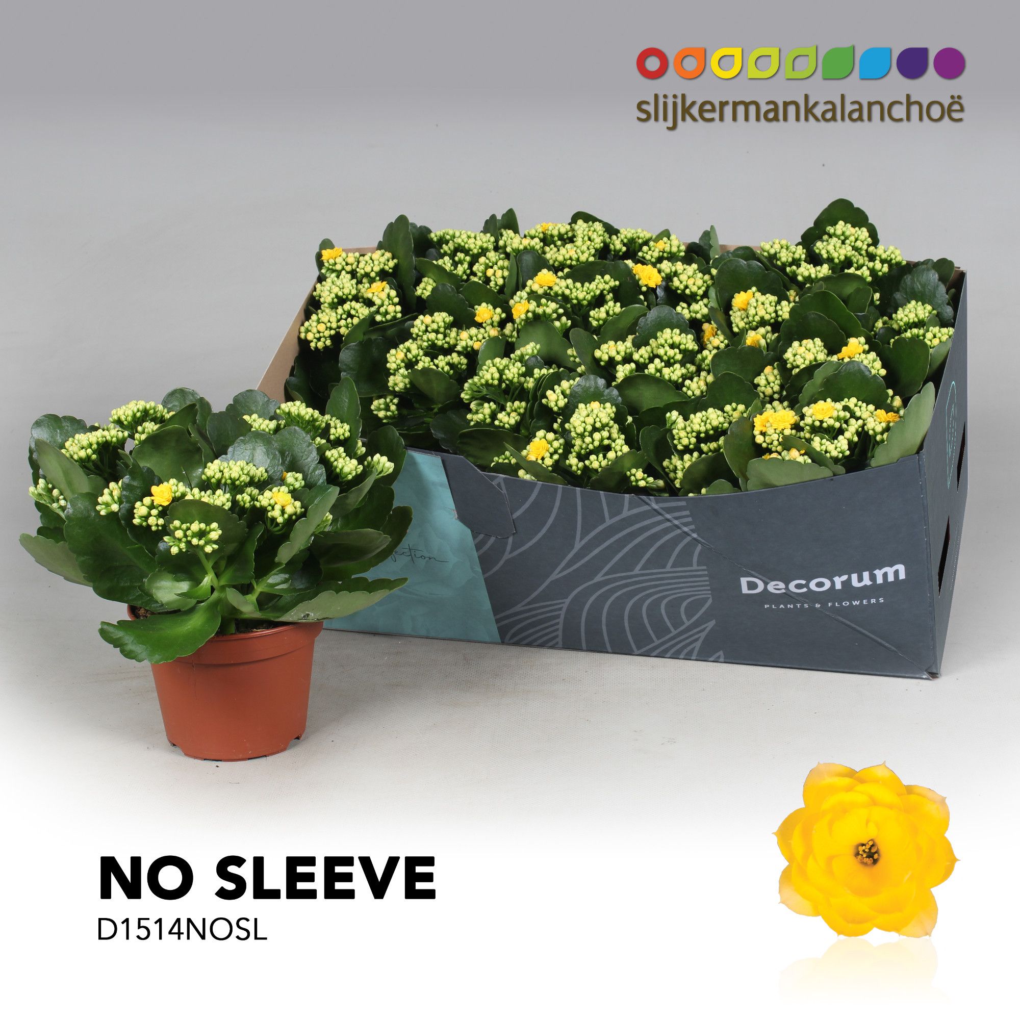 Kalanchoe No Sleeve- Yellow, D 15