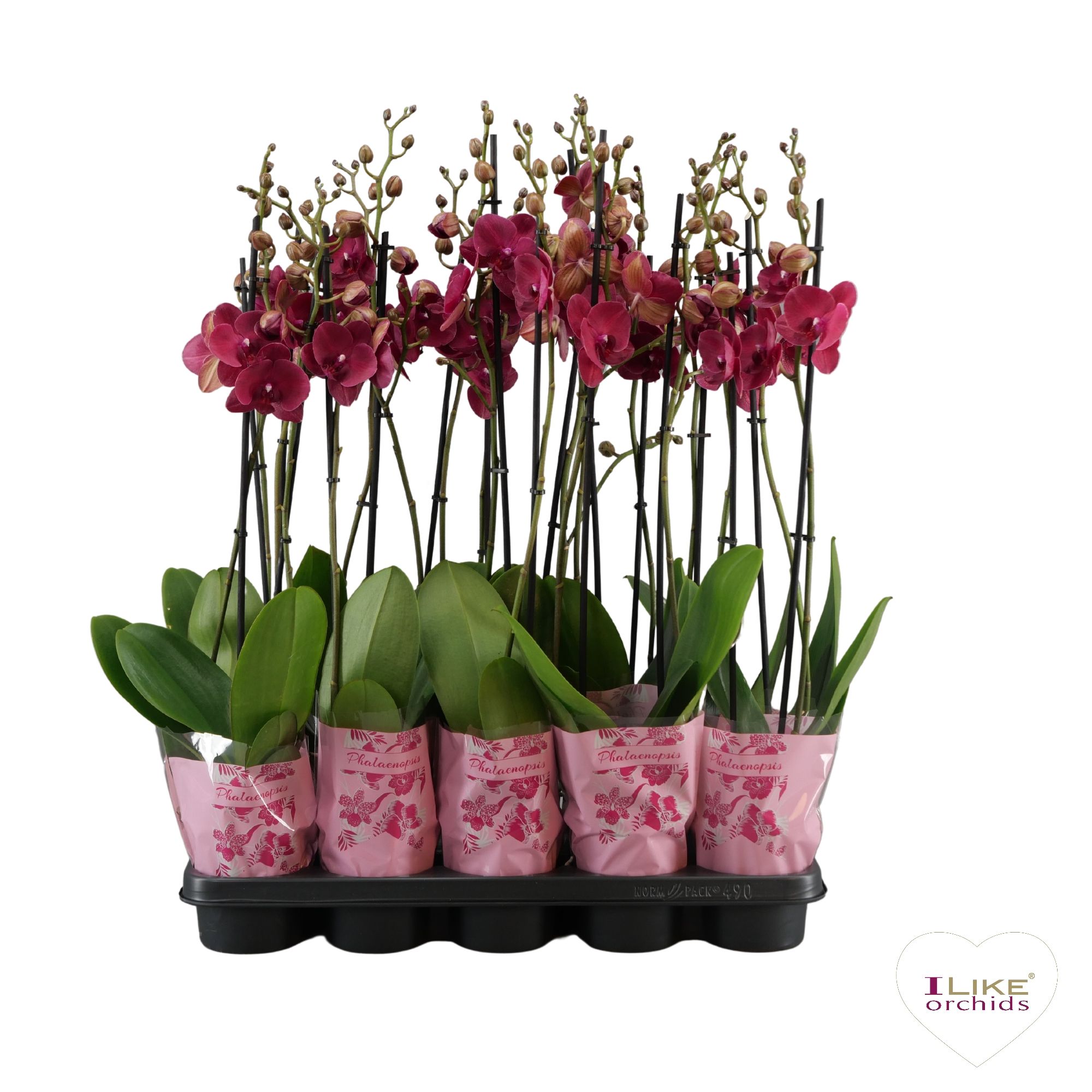 Phalaenopsis rood - 2 tak 80cm A2, D 12 cm