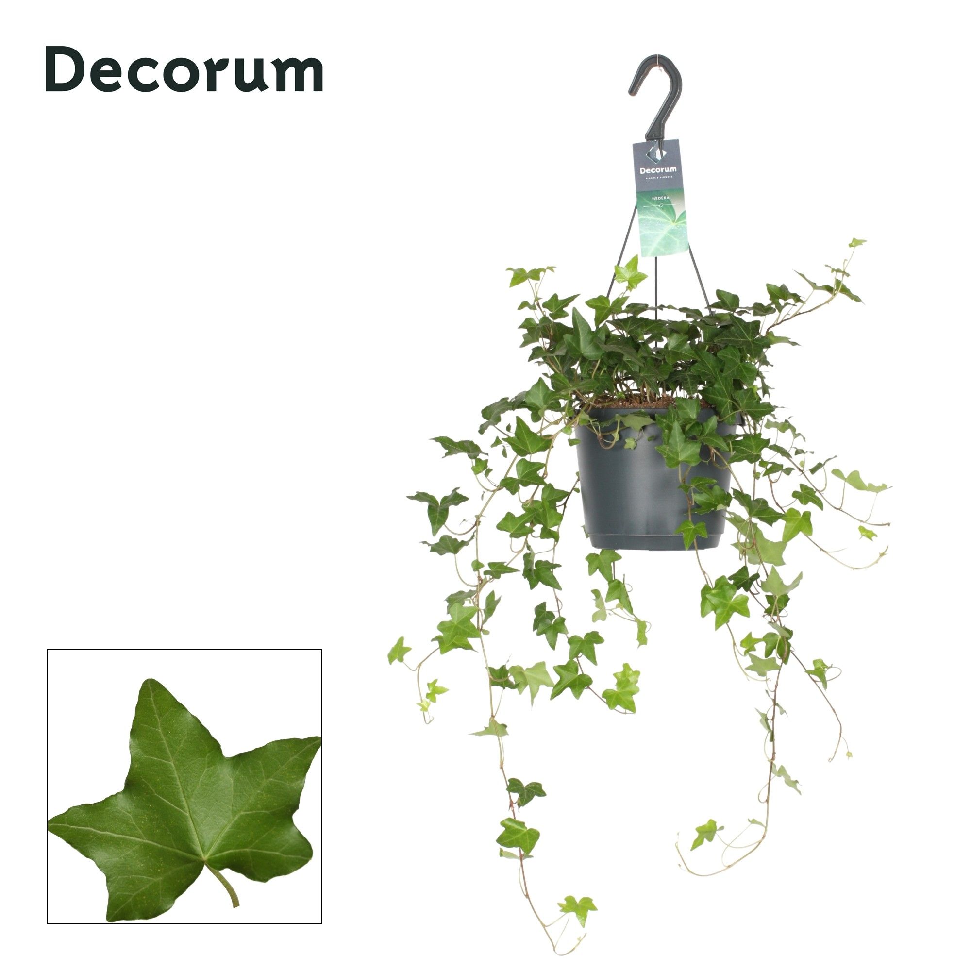 Hedera Helix Pittsburgh, D 17