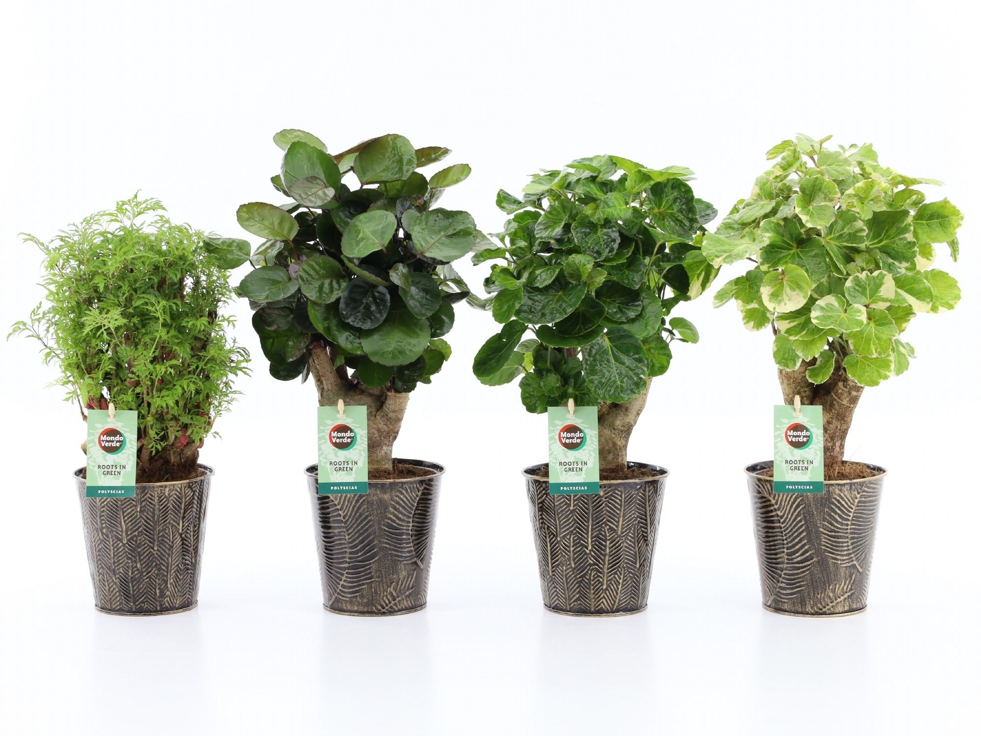 Polyscias Mix 12cm in Iron-Leaf, D 13