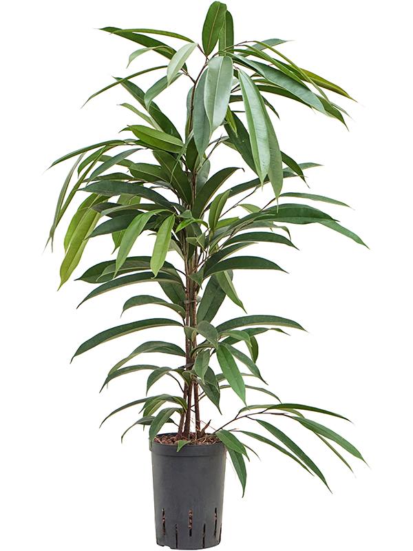 Ficus binnendijkii 'Amstel King', D 15