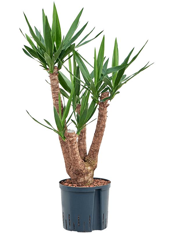 Yucca elephantipes, D 22