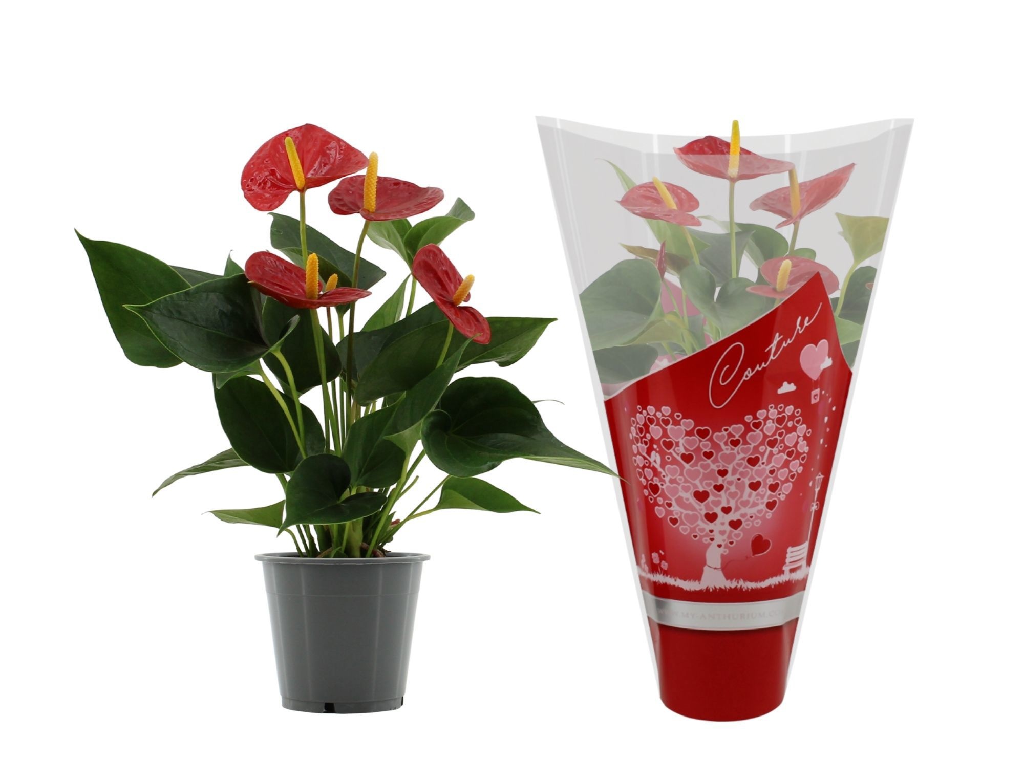 Anthurium Success Red in Couture hearts sleeve, D 12