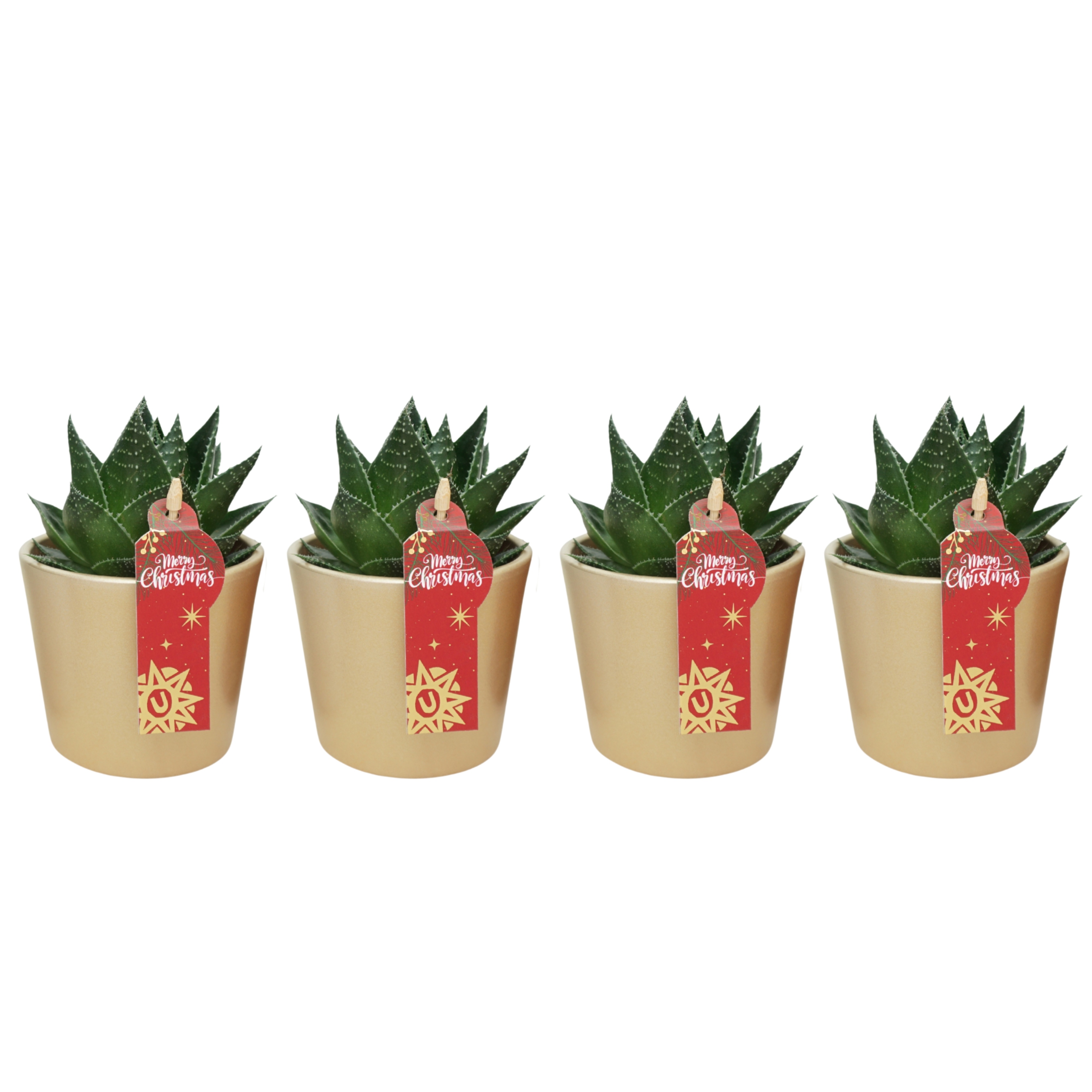 Aloë cosmo in 9 cm Goud Kerst potje, D 8,5