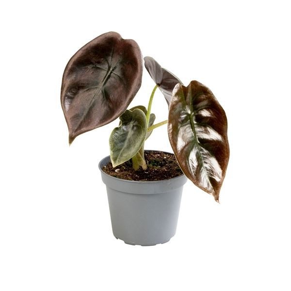 Alocasia Cuprea Red, D 6 cm Alocasia Cuprea Red, D 6 cm