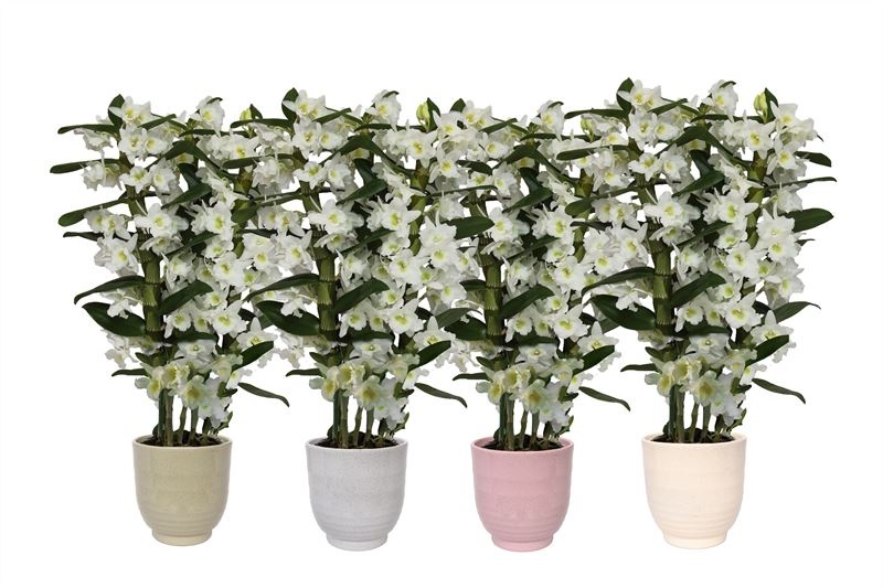 Fem p12 Granit mix Dendr Nobile Apollon 3T24+tros regular, D 12 cm