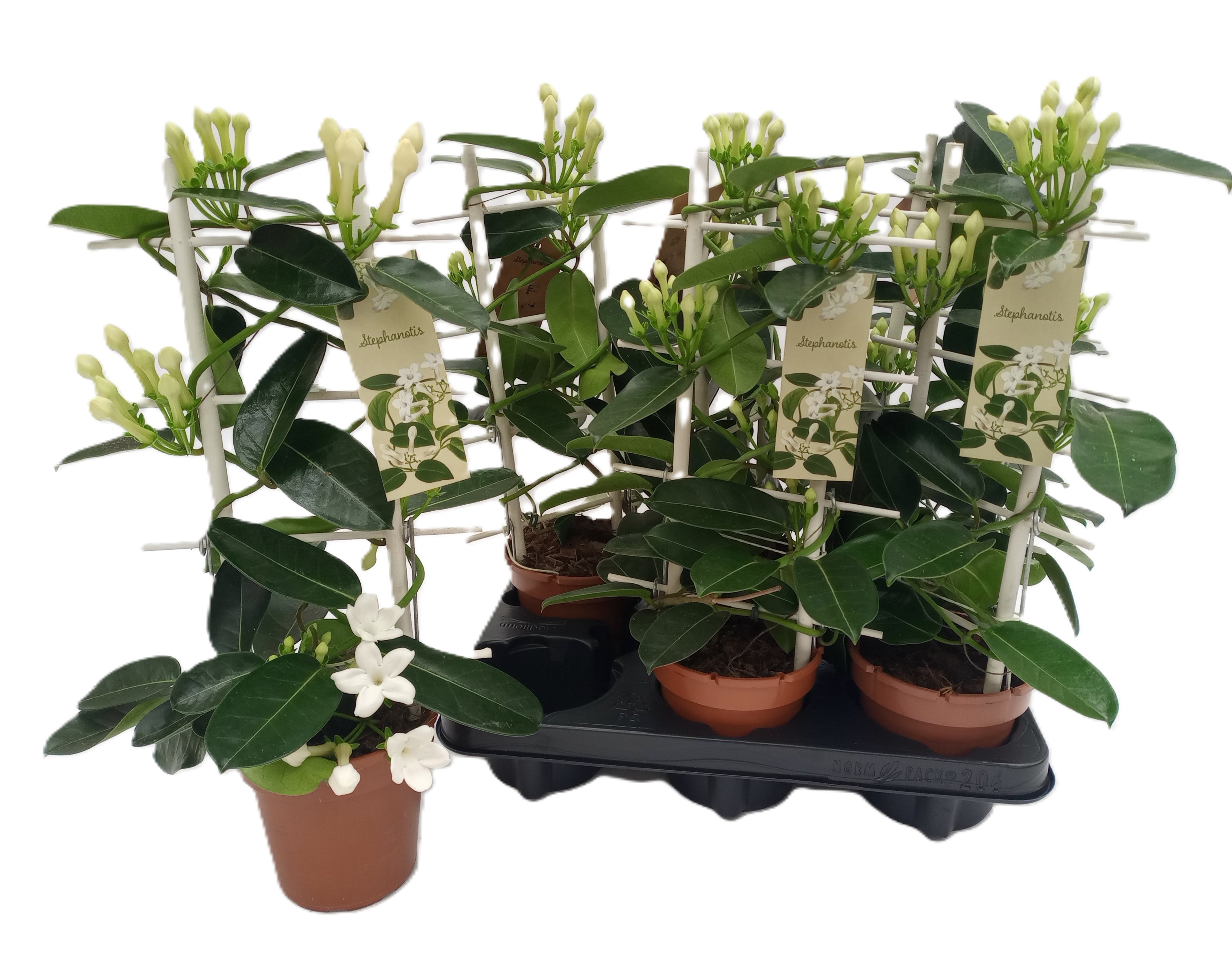 Steph.Romance 3-5 Tros, D 12