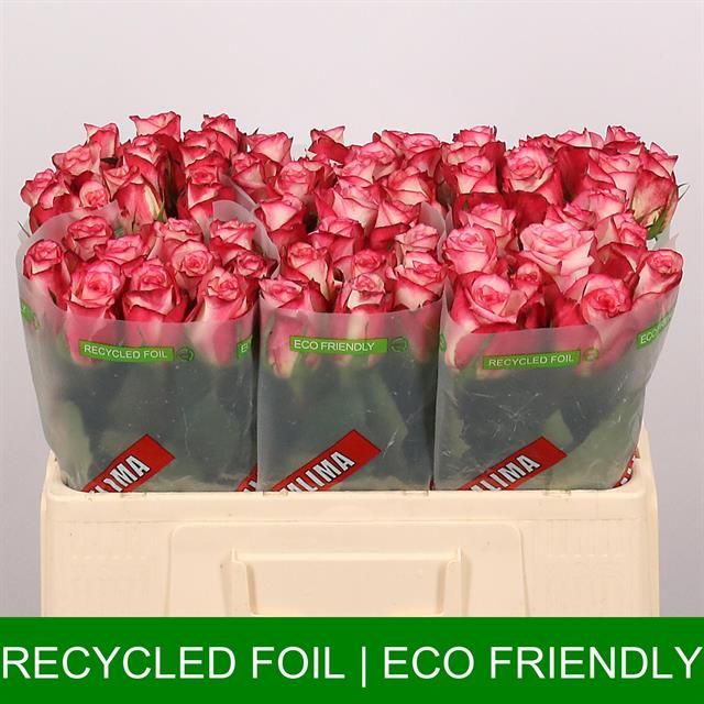 Роза од. Спарк Кондор 50, шт.