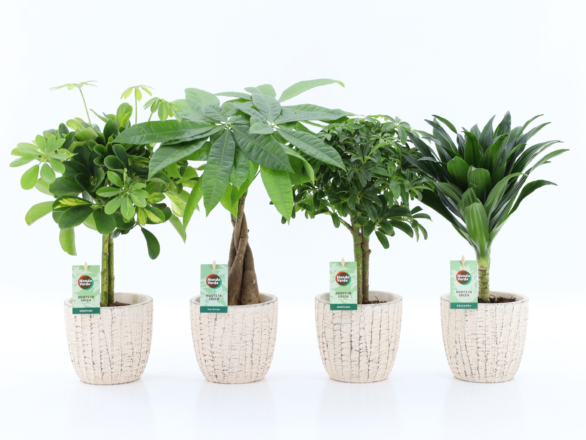 Stammenmix in Sculpture keramiek, D 13