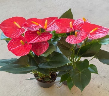 Антуриум красный фламинго ай суо дуо 12 40 (предзаказ)