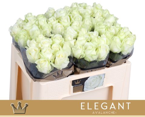 Роза од. Аваланш+ 50, шт.