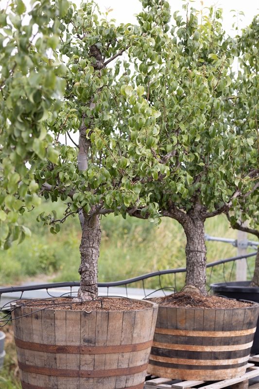 Pyrus comm. Doy. Comice in wijnvat 25 jaar oud in wijnvat, D 90