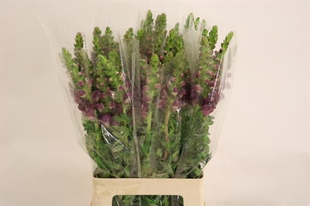 Антирринум Потомак Кримсон, шт.