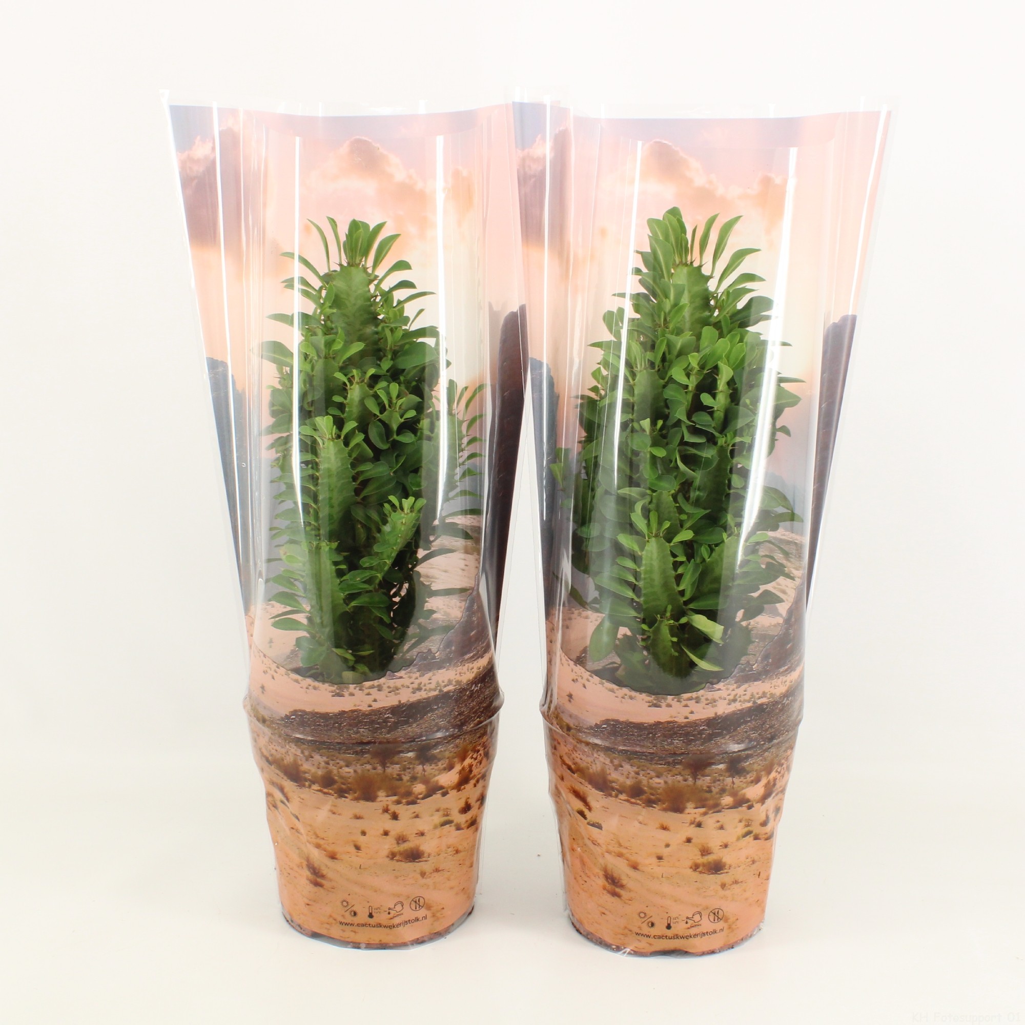 Euphorbia Trigona Groen in Desert hoes P17, D 17