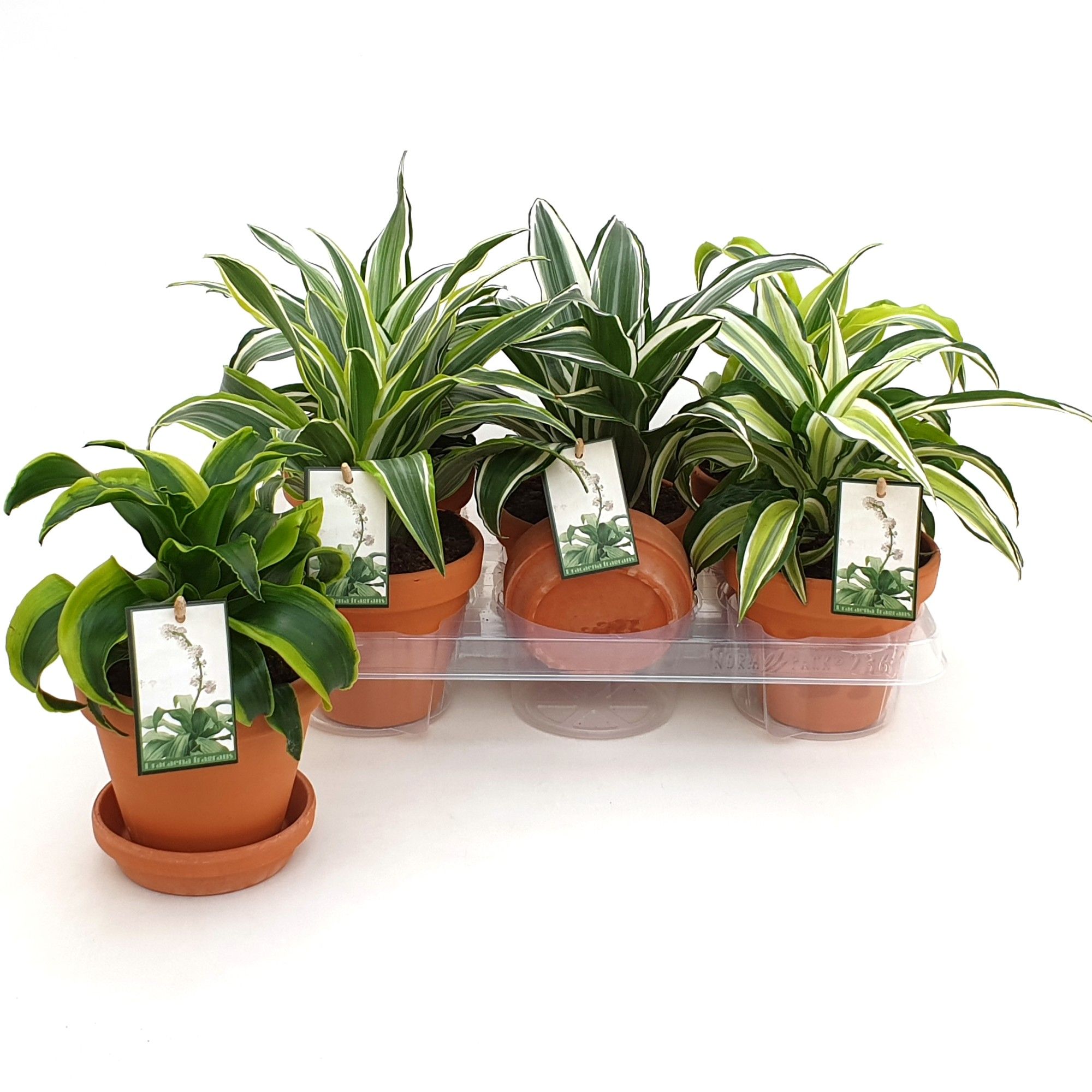 Dracaena Dragonmix in Terra Cotta met schotel, D 13
