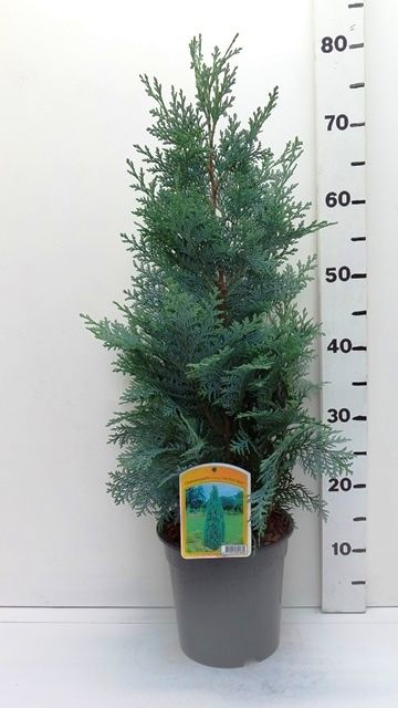 Chamaecyparis l. 'Van Pelt's Blue', D 19