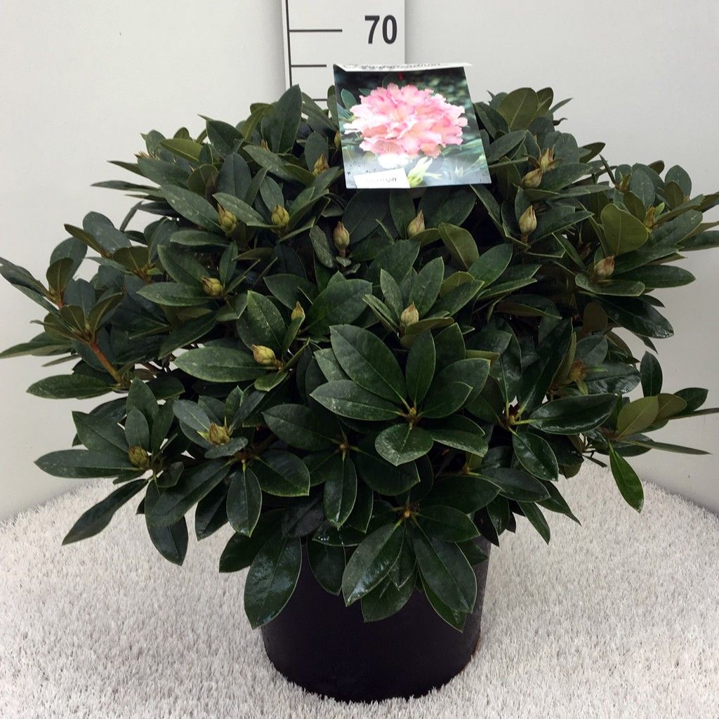 Rhodo. (Y) 'Dreamland' white/light pink, D 37