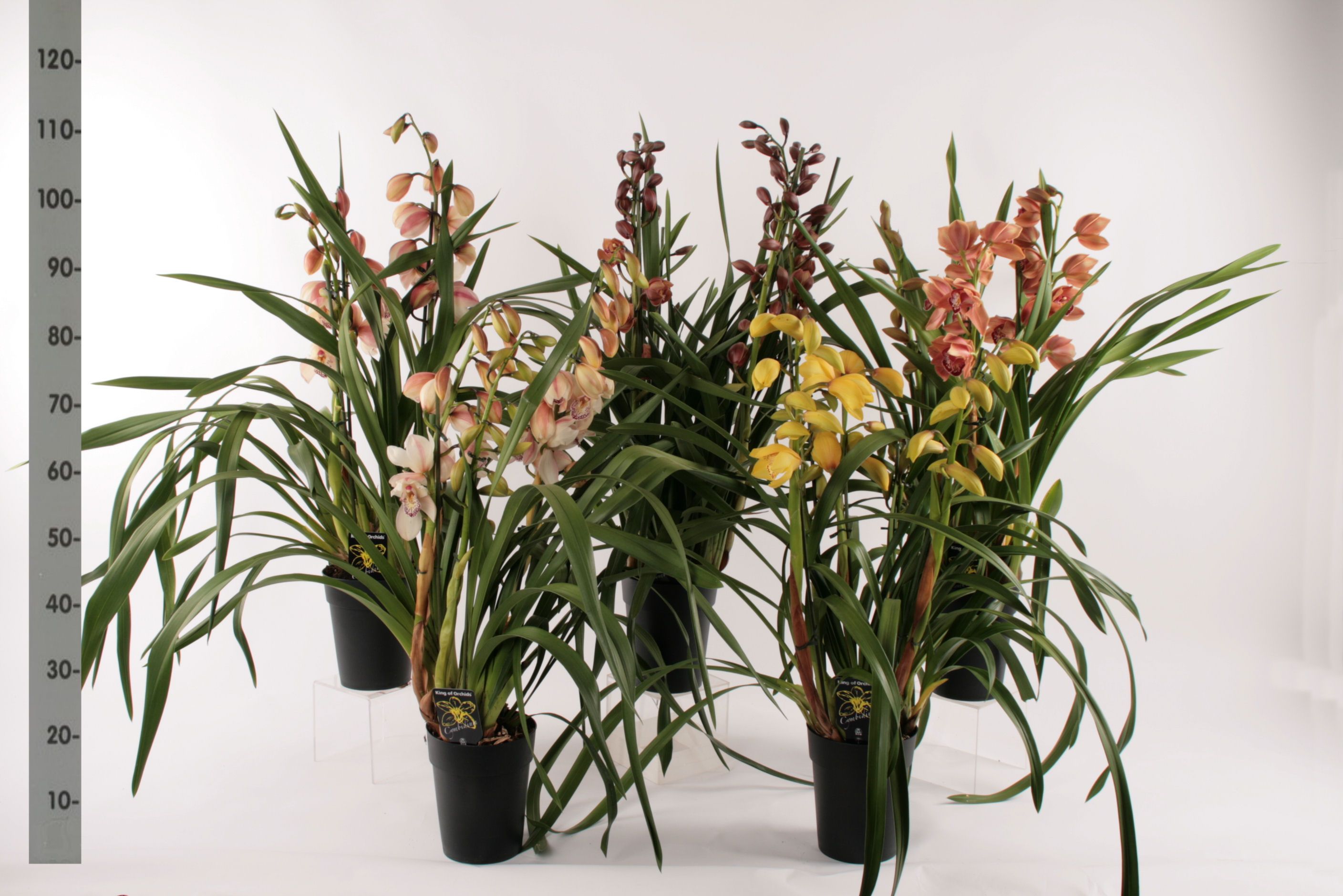 Cymbidium groot bloemig mix 2 tak, D 14