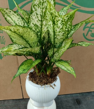 Аглаонема Файерворкс 18 40