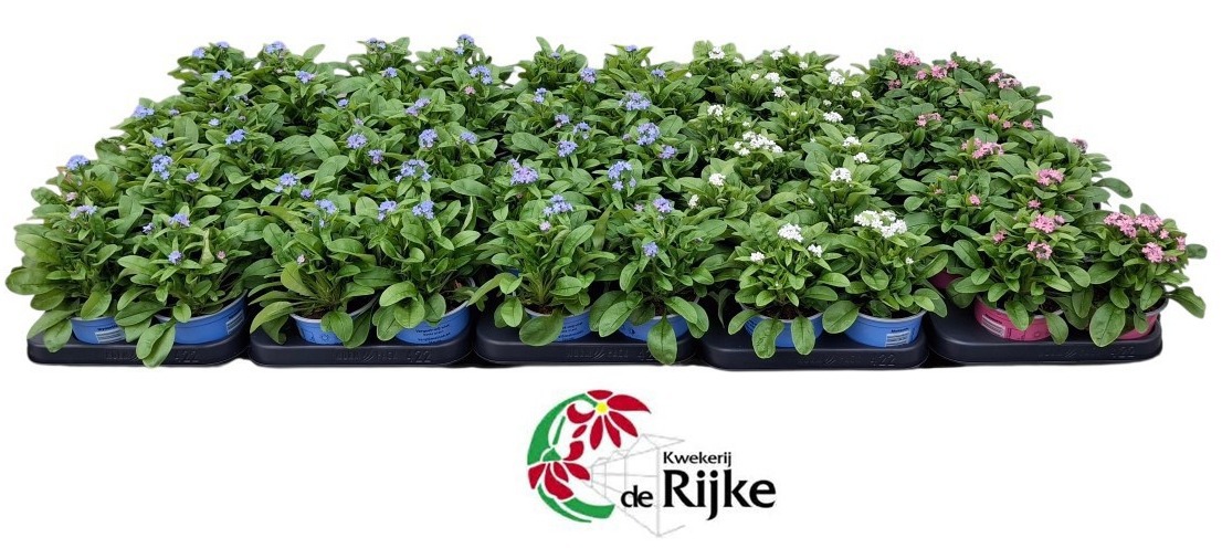 Myosotis Mon Amie mix laag, D 10,5