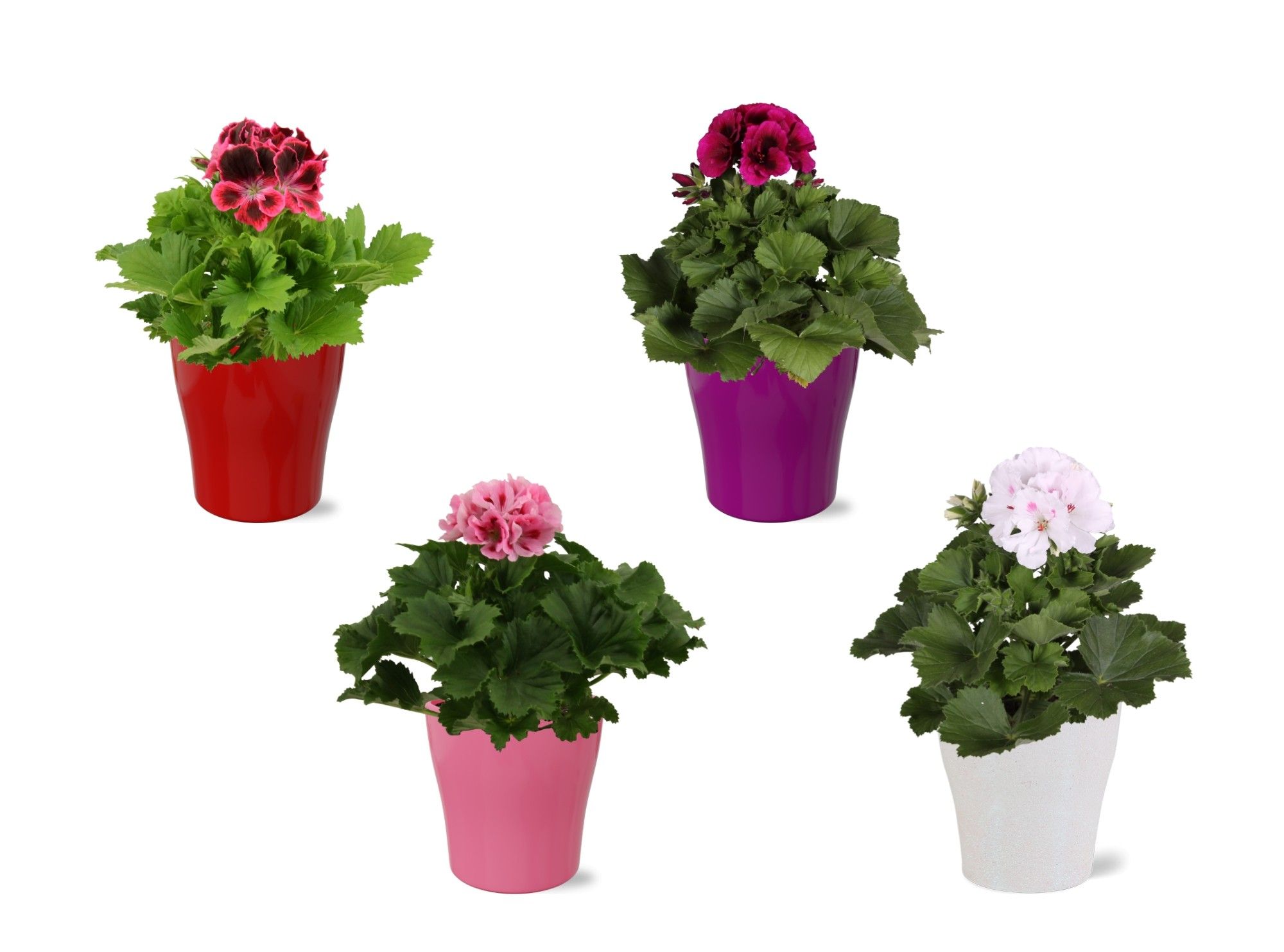 Pelargonium Grandiflorum mix in gekleurd "Bombé" keramiek, D 12