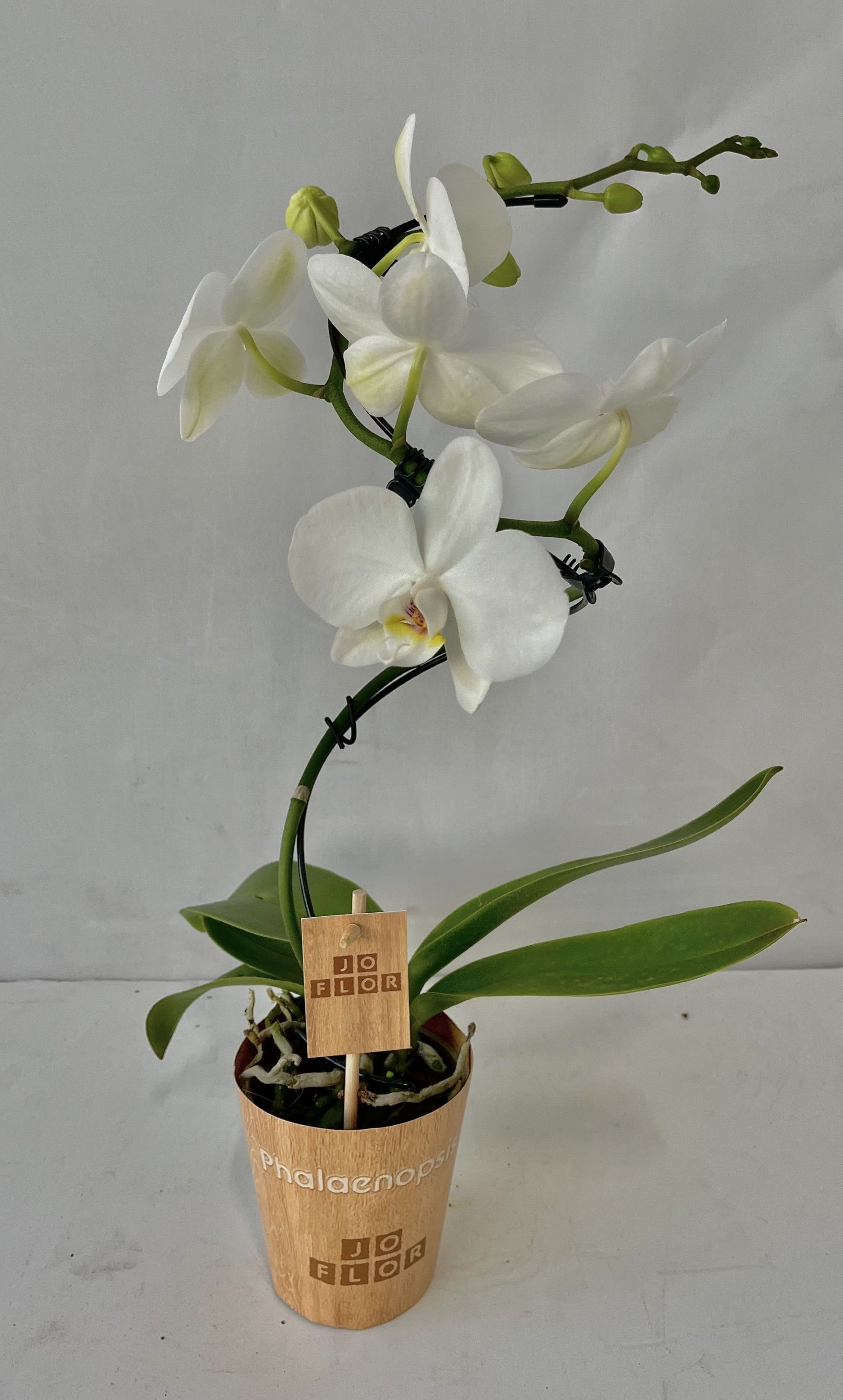 spiraal 9cm 1 tak, D 9