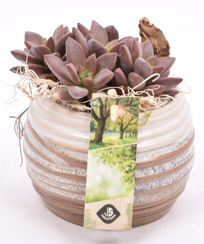 Keramiek sierpot bruin/creme10cm, D 10